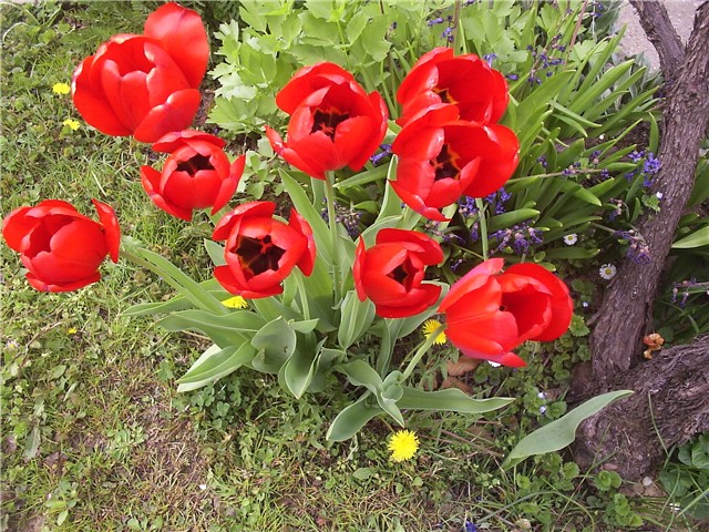 tulipan